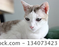 The cat lay on the floor in living room 134073423