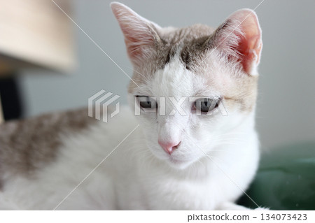 The cat lay on the floor in living room 134073423