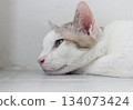The cat lay on the floor in white living room 134073424