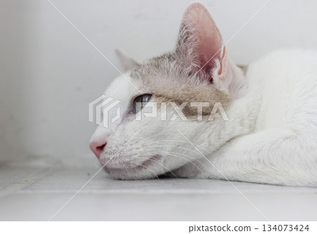 The cat lay on the floor in white living room 134073424