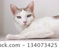 The cat lay on the floor in white living room 134073425