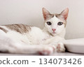 The cat lay on the floor in white living room 134073426