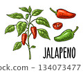 Branch of jalapeno plant with leaf and pepper. Vintage engraving 134073477