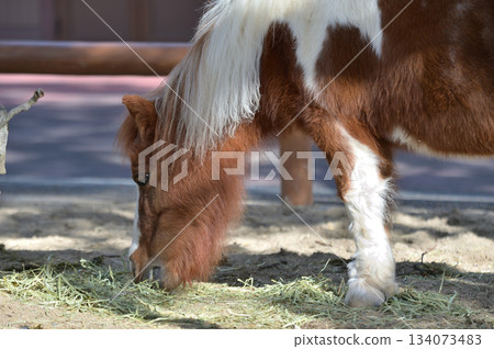 Miniature horse eating grass 134073483