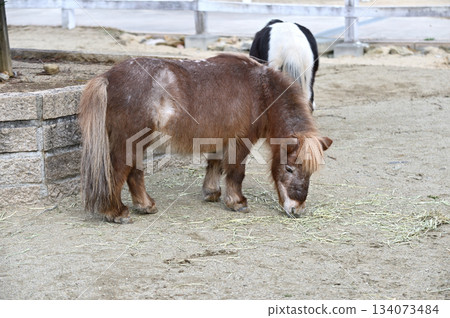 Miniature horse eating grass 134073484