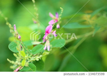 Autumn seven herbs, Hagi flowers Autumn seven herbs, Hagi flowers 134073599