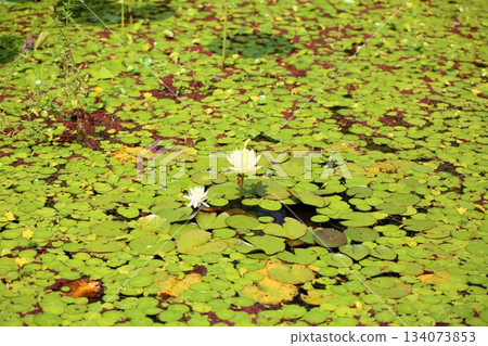 Refreshing water lily flower Refreshing water lily flower 134073853