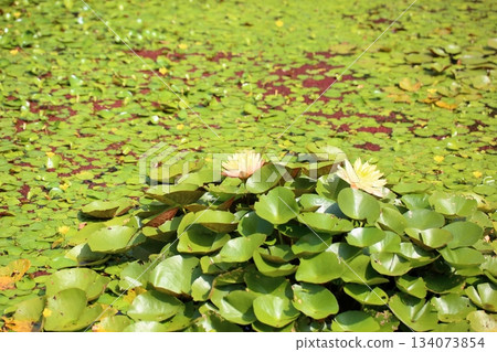Refreshing water lily flower 134073854