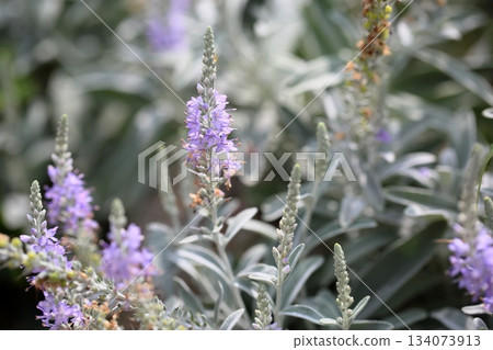 Refreshing toteiran flowers 134073913