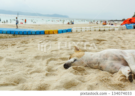 A stray dog lying down comfortably on the beach of Koh Larn, Thailand A stray dog lying down comfortably on the beach of Koh Larn, Thailand 134074033