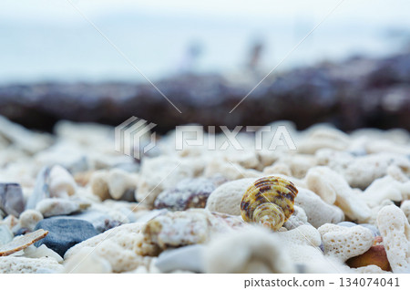 海灘上的一堆石頭和貝殼 134074041