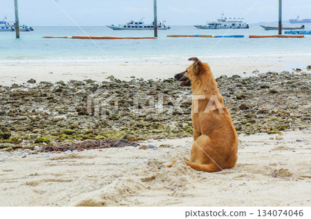 泰國某旅遊景點海灘上，一隻若有所思的狗 134074046