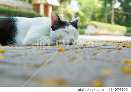 A cat taking a rest on a shady path in the park A cat taking a rest on a shady path in the park 134074103