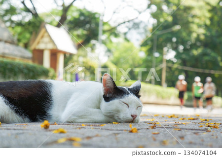A cat sleeping comfortably in the shade of a park 134074104