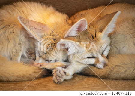 The cute sleeping face of a fennec fox sleeping snuggled up together 134074113