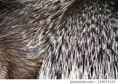 Porcupine quill texture 134074114