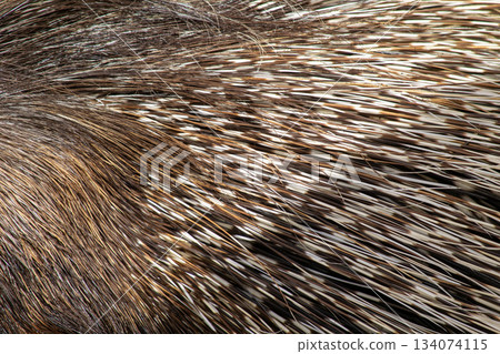 豪豬刺的紋理 豪豬刺的紋理 134074115