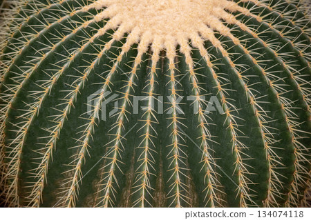 Cactus goldfish background 134074118