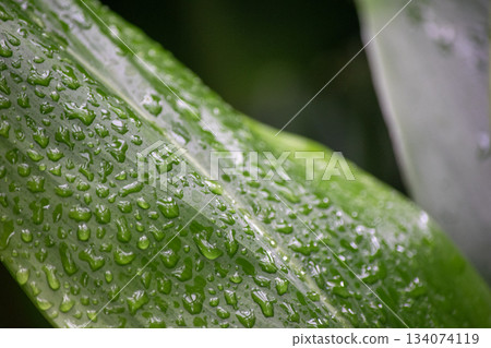 Water droplets on fresh green leaves Water droplets on fresh green leaves 134074119