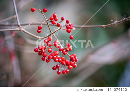 Bright red viburnum berries 134074120