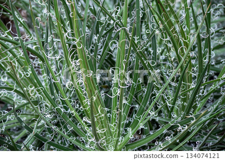 Agave decorated with mysterious white threads Waterfall white thread leaf texture Agave decorated with mysterious white threads Waterfall white thread leaf texture 134074121