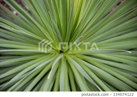 Radial thin leaf texture of Agave tricera Radial thin leaf texture of Agave tricera 134074122