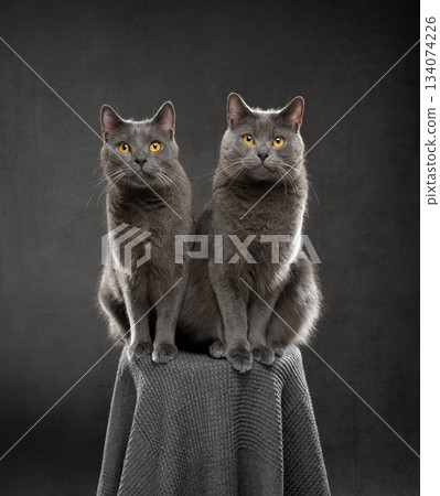 portrait of two british shorthair cats side by side portrait of two british shorthair cats side by side 134074226