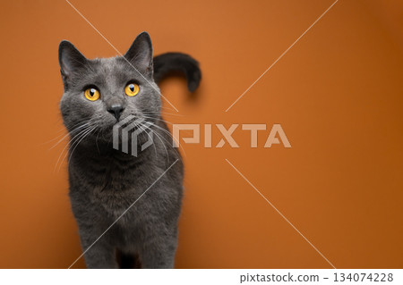 gray british shorthair cat on orange background gray british shorthair cat on orange background 134074228