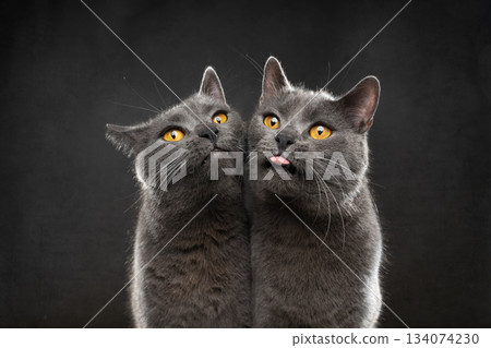 two gray british shorthair cats making funny face 134074230