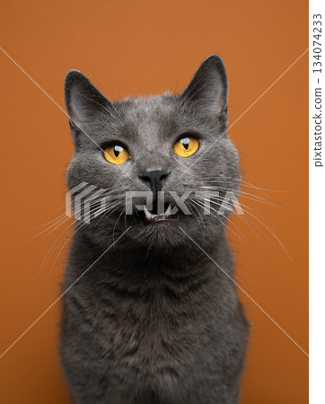 gray british shorthair cat on orange background gray british shorthair cat on orange background 134074233