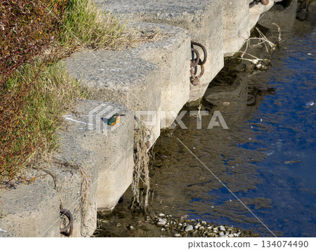 Kingfisher standing on concrete blocks in a river Kingfisher standing on concrete blocks in a river 134074490
