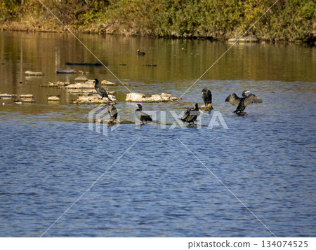 A flock of cormorants drying off on the rocks of a river A flock of cormorants drying off on the rocks of a river 134074525