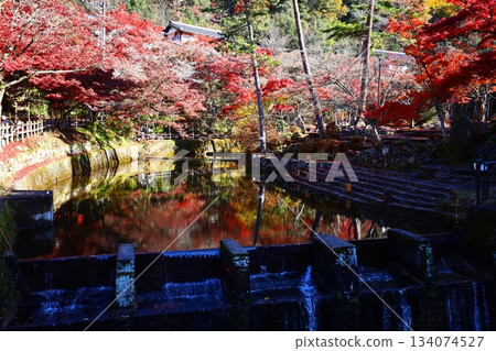 秋日楓葉倒映在鳥原川中，映照著岩屋苑公園的美景。 134074527