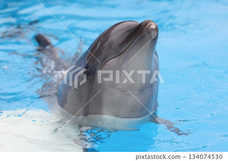 南道多海灘樂園的海豚 134074530