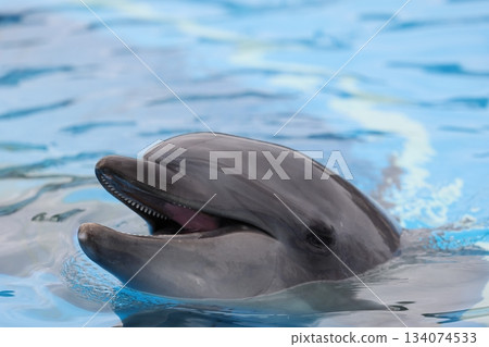 南道多海灘樂園的海豚 南道多海灘樂園的海豚 134074533