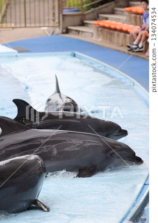 Dolphins at Minamichita Beach Land Dolphins at Minamichita Beach Land 134074534