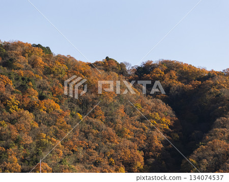 山景秋葉與枯樹交相輝映。 山景秋葉與枯樹交相輝映。 134074537