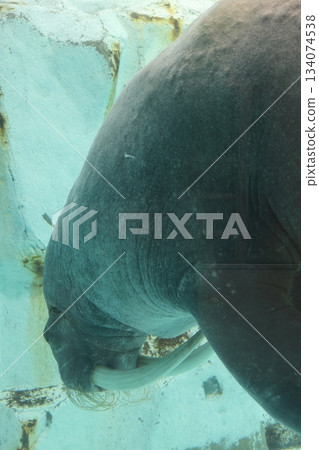 Walruses Minamichita Beachland Walruses Minamichita Beachland 134074538