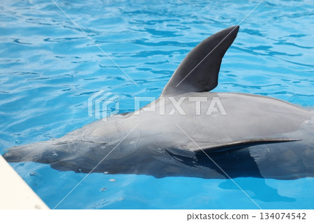 南道多海灘樂園的海豚 南道多海灘樂園的海豚 134074542