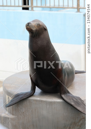 南道多海灘樂園的海獅 134074544