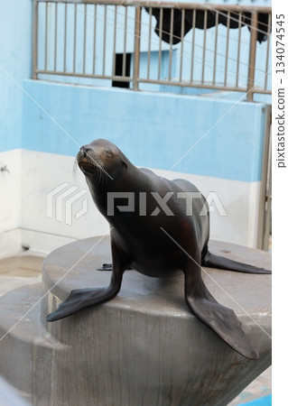 南道多海灘樂園的海獅 134074545