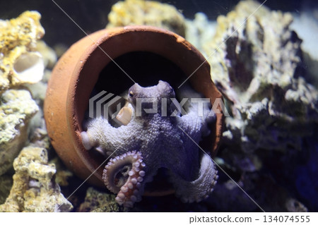 章魚南道下海灘樂園 134074555