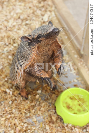 阿馬迪洛米納米奇塔海灘樂園 134074557