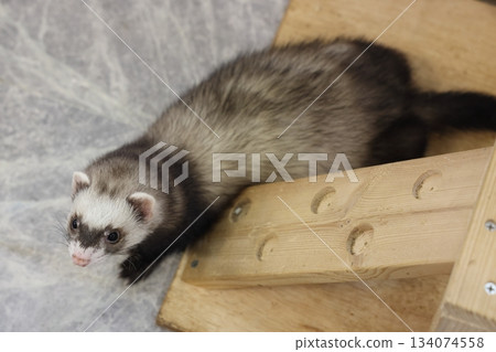 Ferrets Minamichita Beachland 134074558