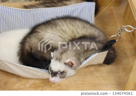 雪貂南道下海灘樂園 134074561