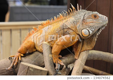 鬣蜥」南道多海灘樂園 134074562