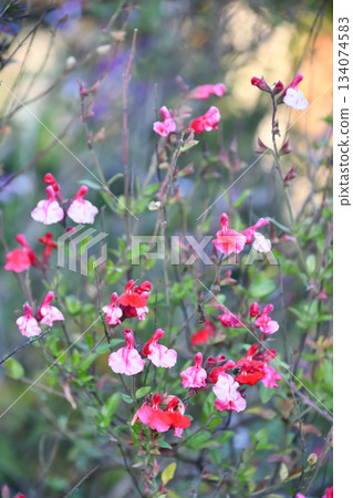 小葉鼠尾草 櫻桃鼠尾草 134074583