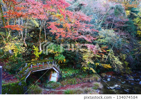 岩屋宿公園鳥原川沿岸的秋葉美景 134074584