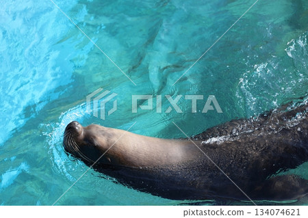 Hakkeijima海洋天堂 134074621