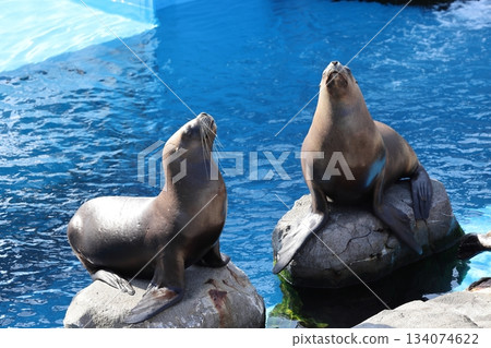 Hakkeijima Sea Paradise Hakkeijima Sea Paradise 134074622